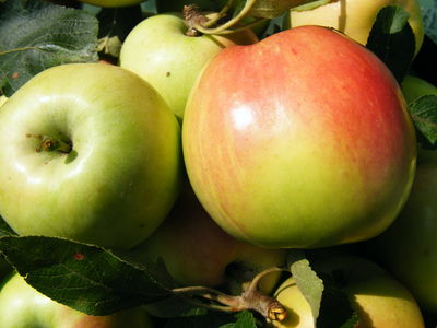 green and red apples on tree with leaves