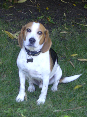 a beagle dog sits in the grass looking into the camera