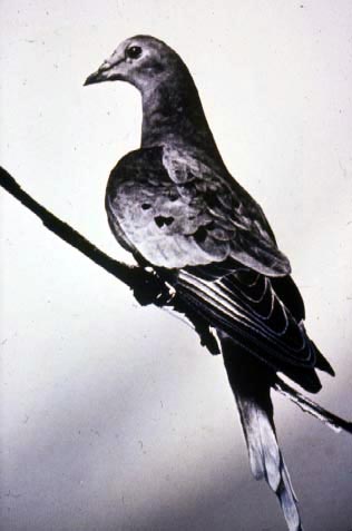 a small bird sits on a nch with light reflection