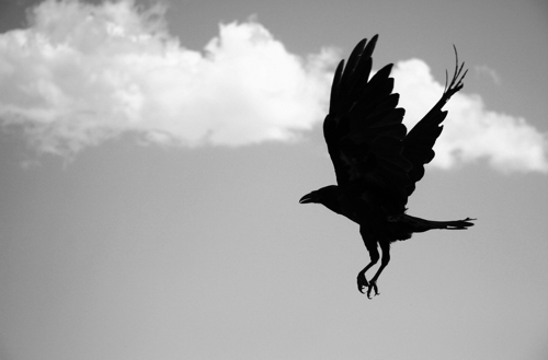 a large black bird flying near a cloud in the sky