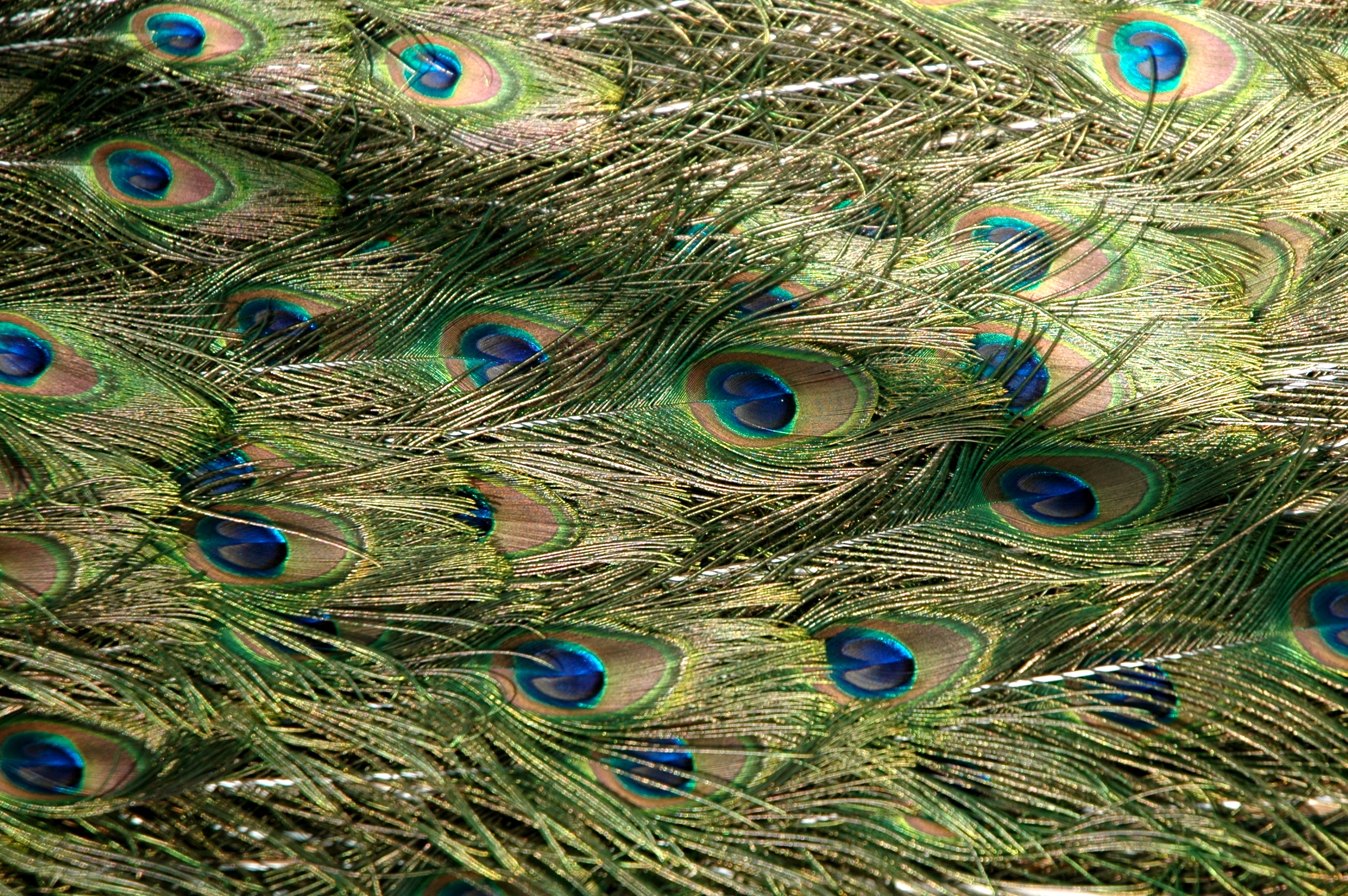a large, colorful, peacock feather with long feathers spread