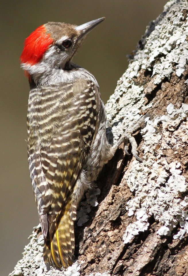 a red and grey bird with a black face