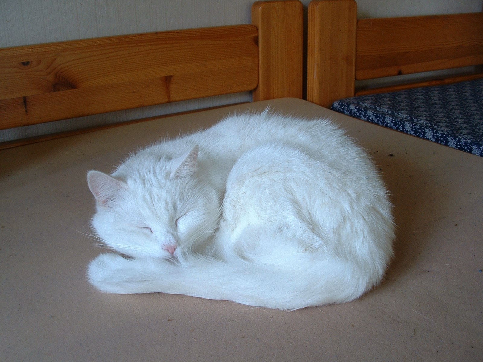a white cat curled up asleep on a bed