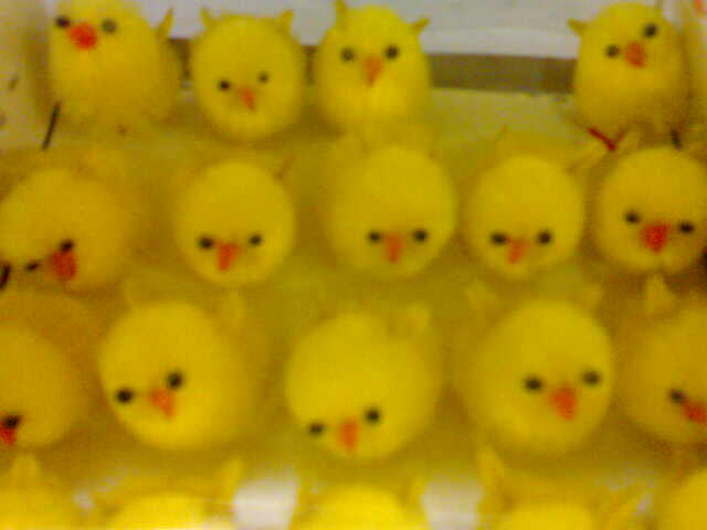 there are dozens of little yellow chicks that are all lined up