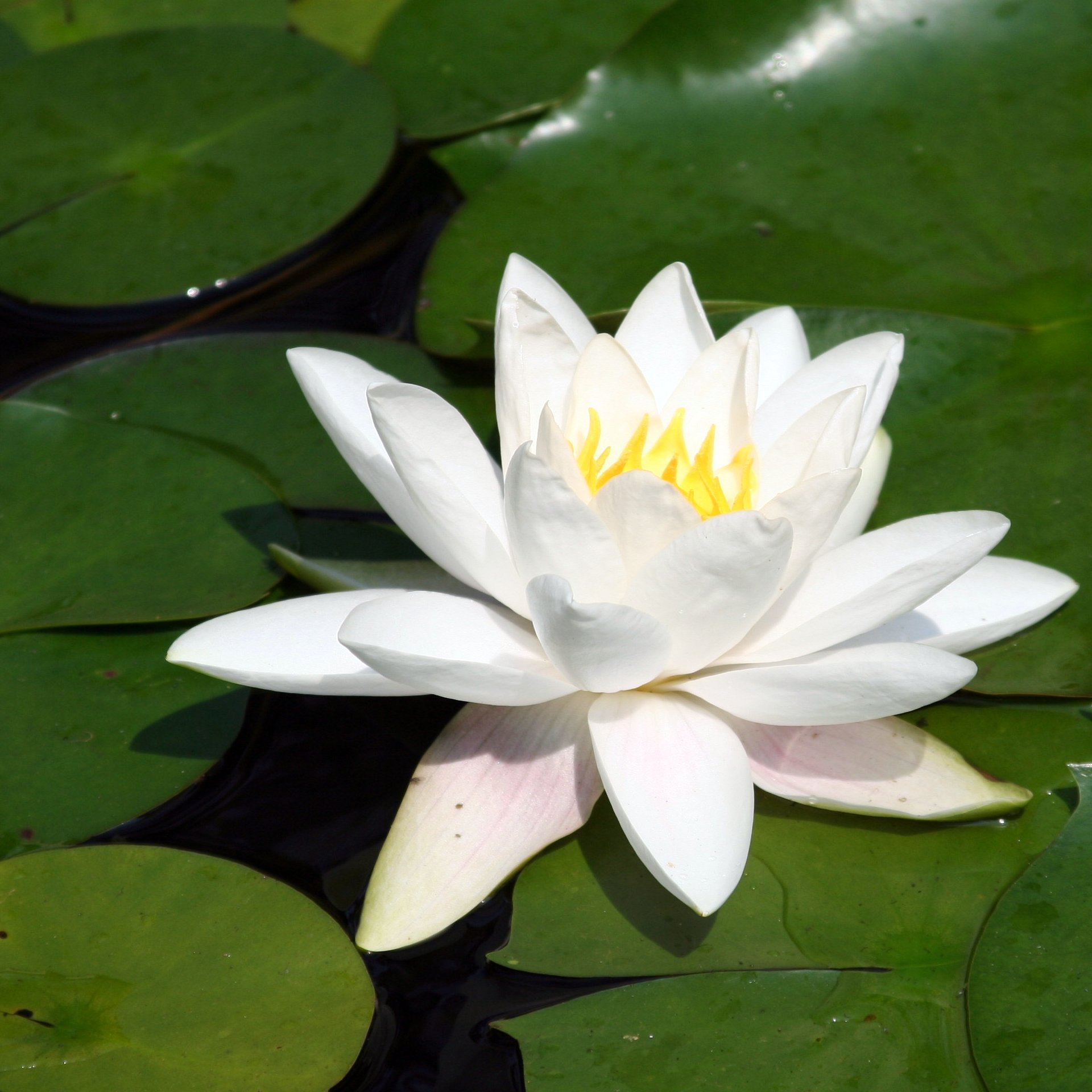 a white water lily is on a pond with green leaves