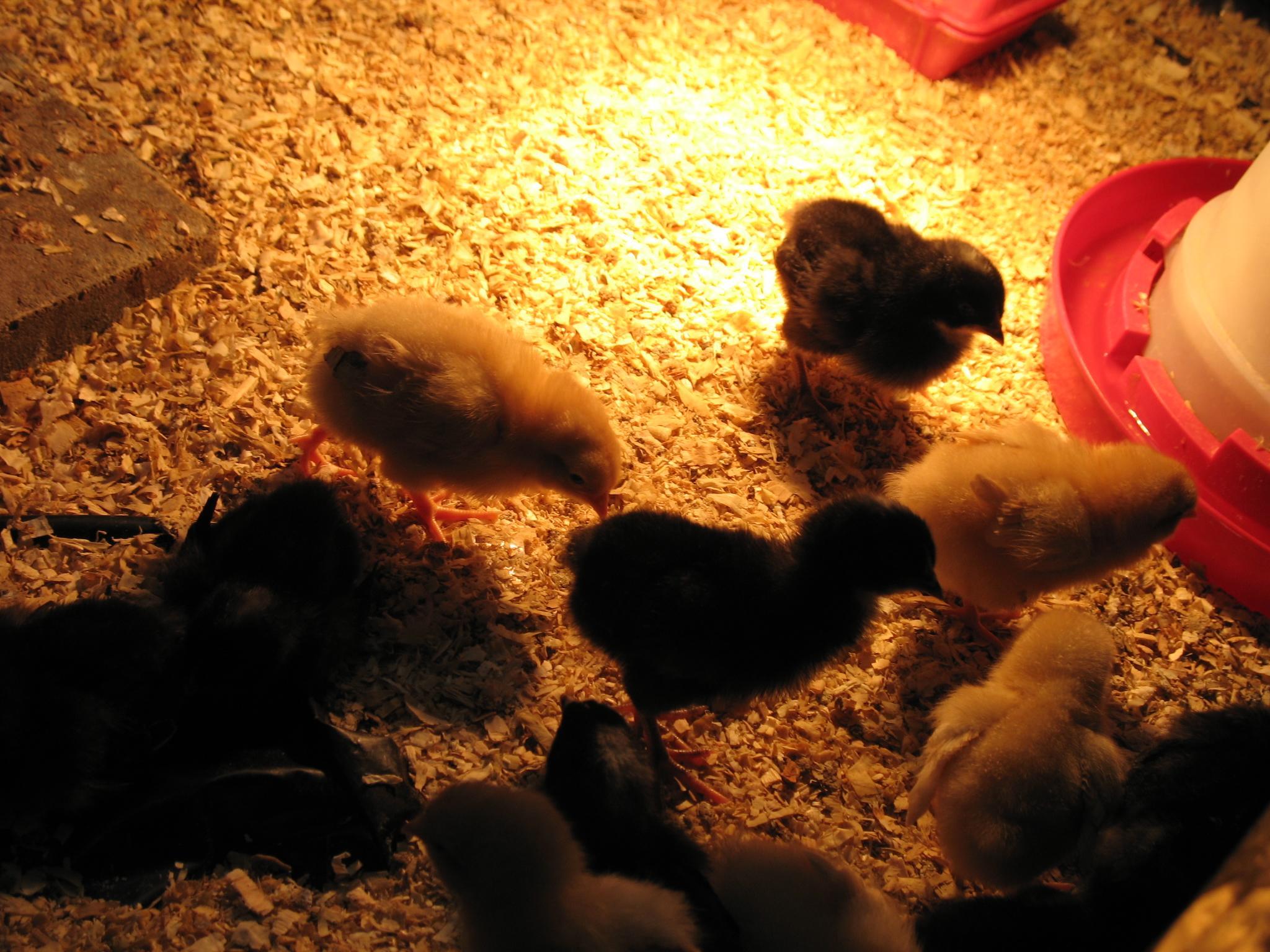 several baby chicks are huddled near their mother