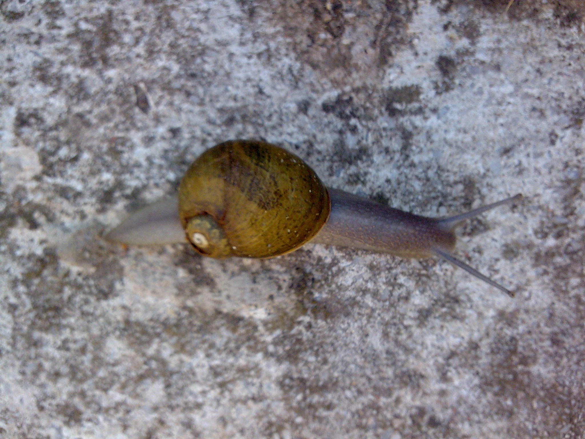 a snail is crawling on a rock