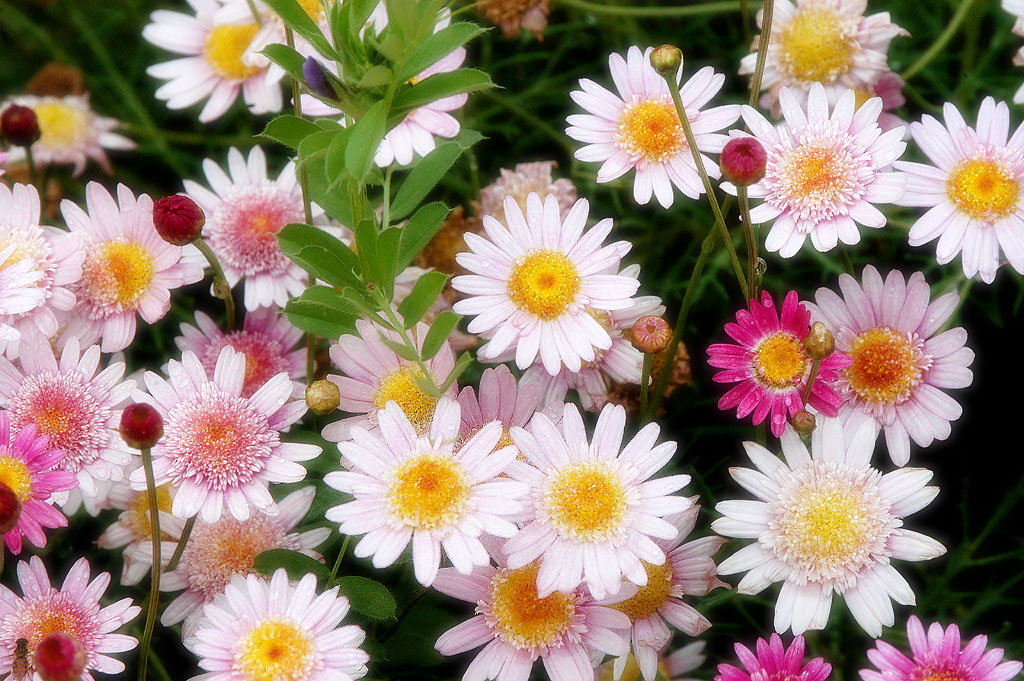 some very pretty flowers with leaves and a lot of purple and yellow