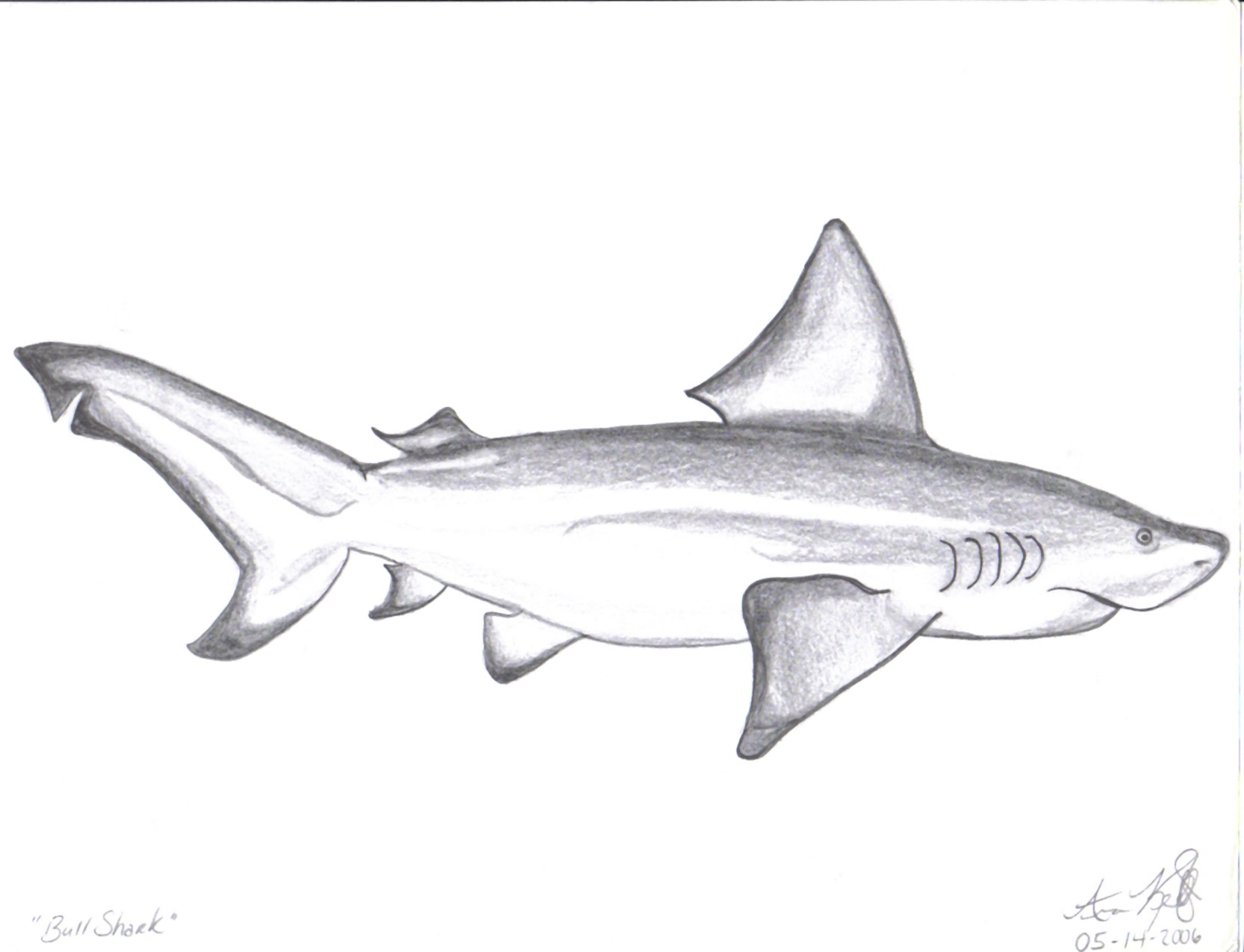 a drawing of a shark swimming in water