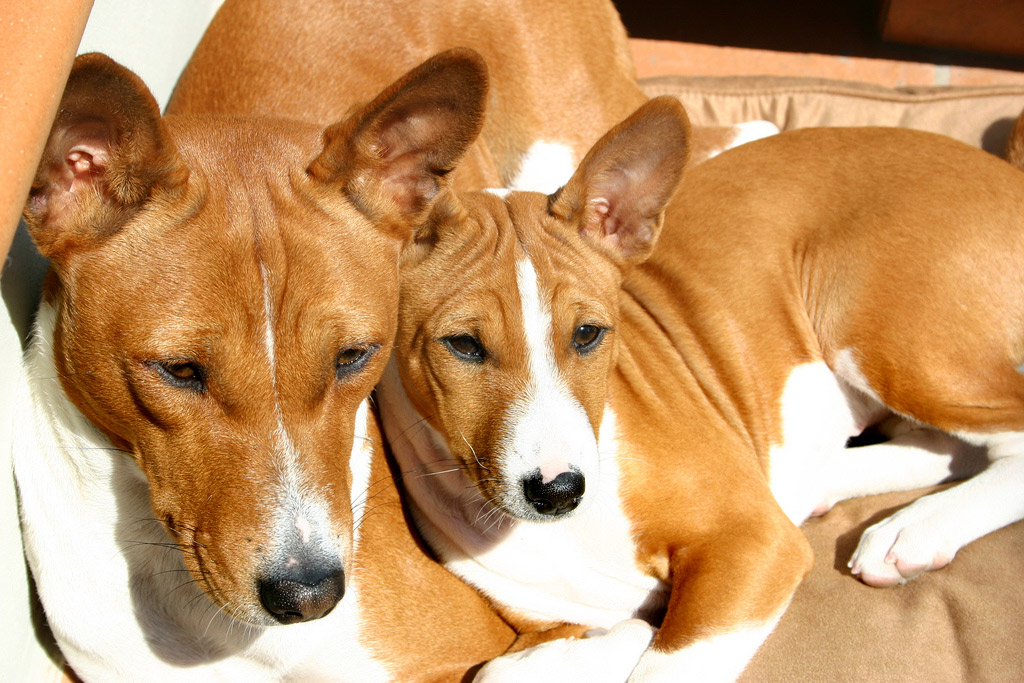 two dogs lying next to each other