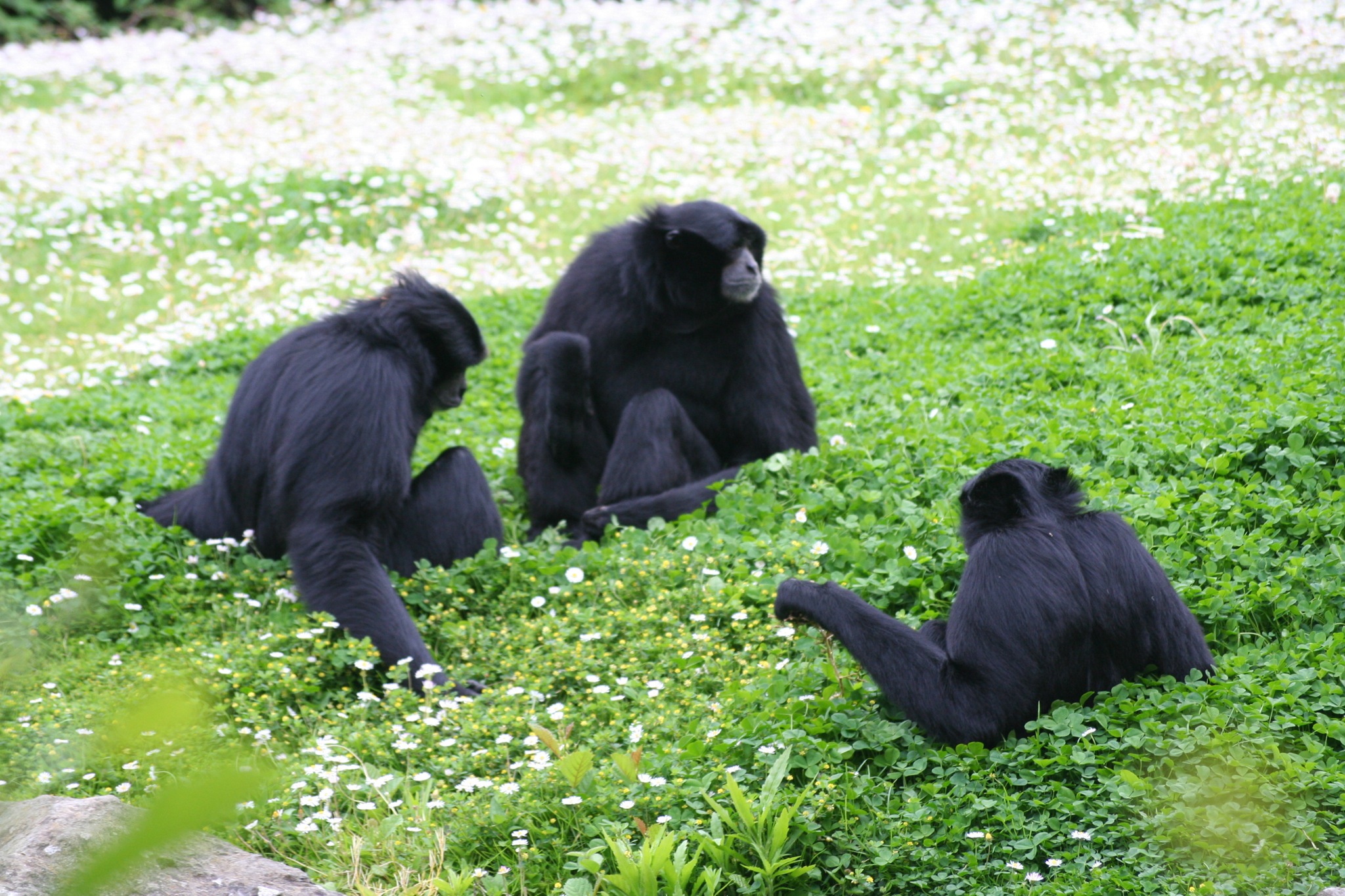 three black monkeys sitting on the ground with green vegetation