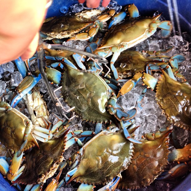 a bucket filled with large blue crabs sitting next to ice
