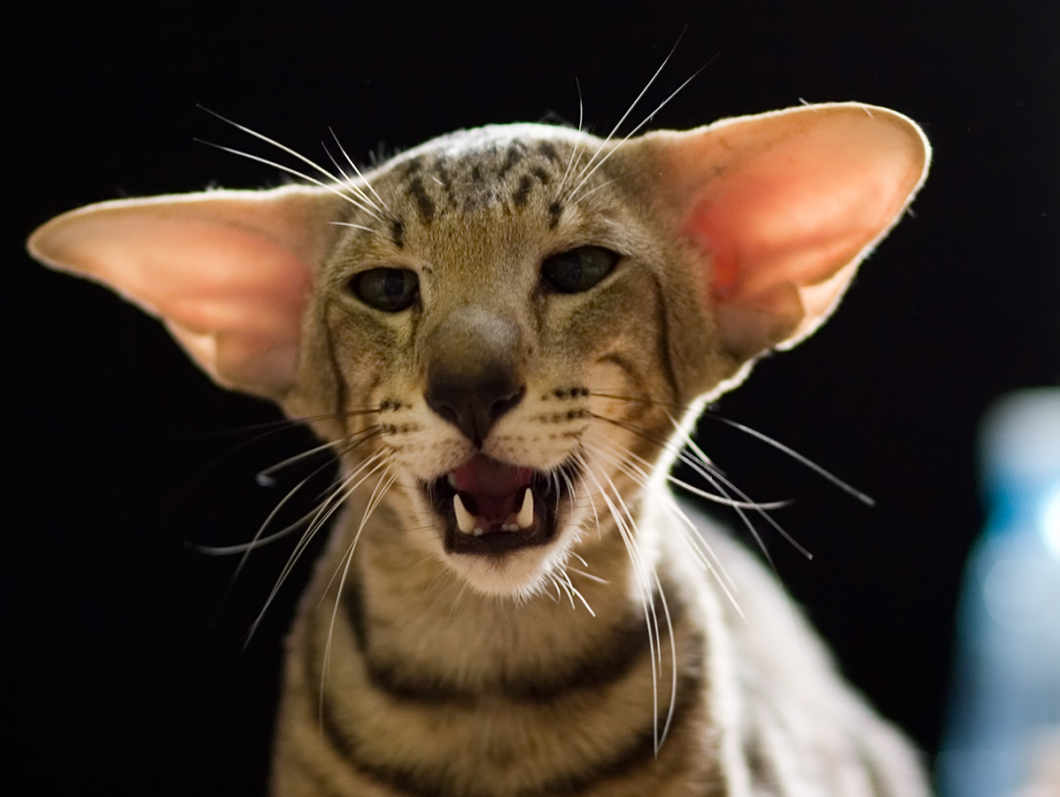 a cat shows its teeth wide open and very cute