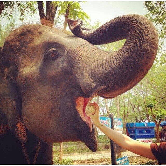 a woman feeding an elephant in its enclosure
