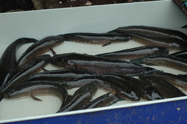 several dead fish in a white box near a tree