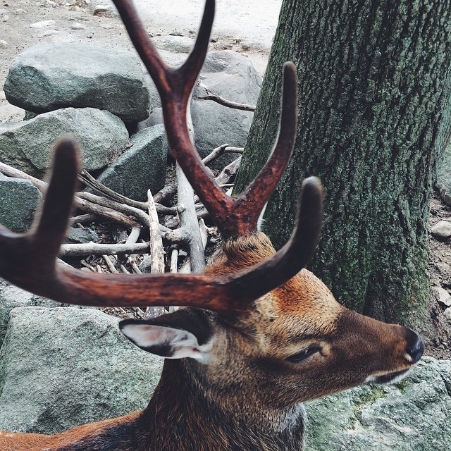 a deer is lying in front of a tree