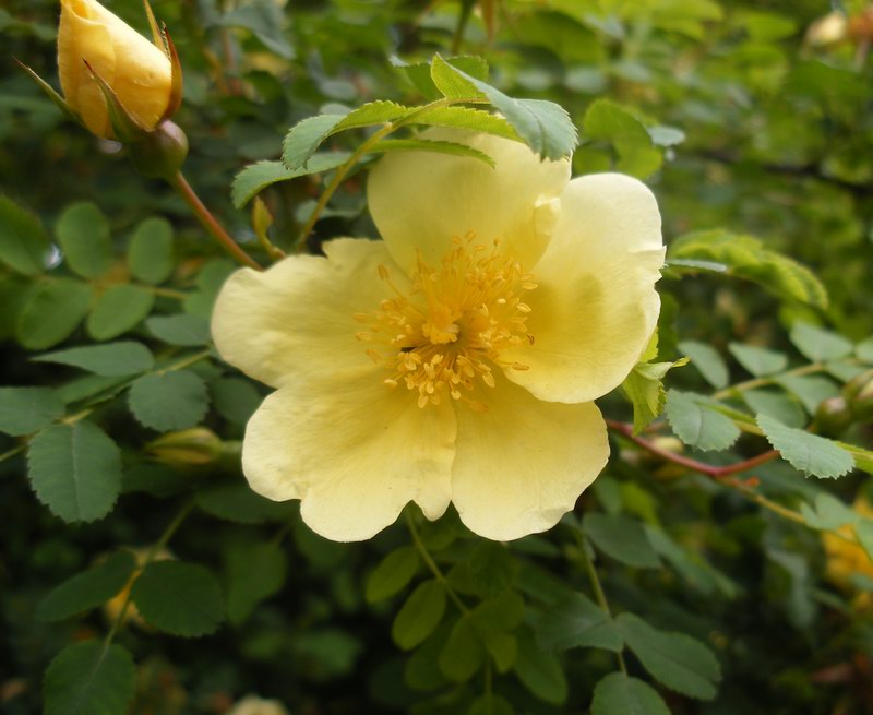 a yellow flower on a vine with leaves