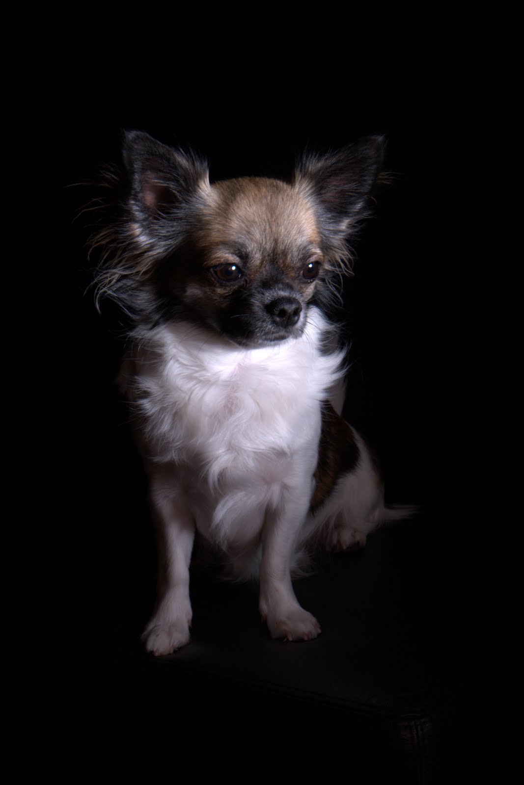 a small white and brown dog sitting on top of a black floor