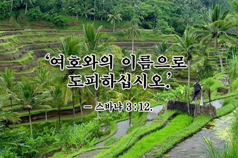 a rice field with green plants and people in it