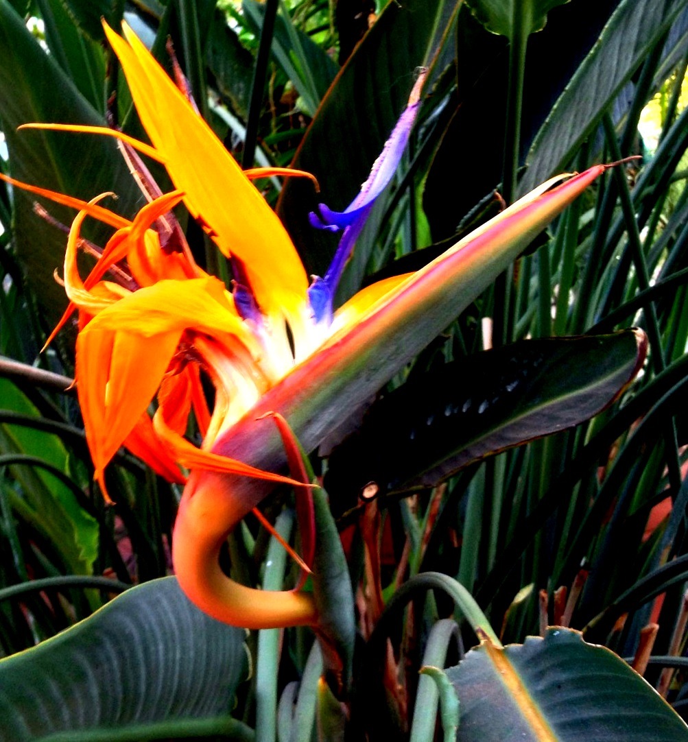 a bright colorful flower among green leaves