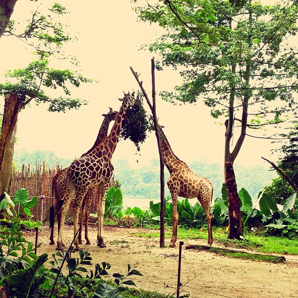 two giraffe standing next to each other on a dirt road