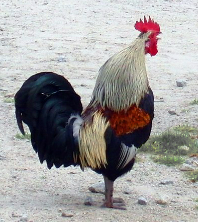 a rooster stands in a desert and stares to the left