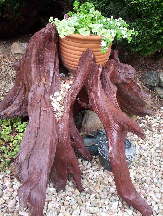 the base of a large tree stump has a small potted plant on it