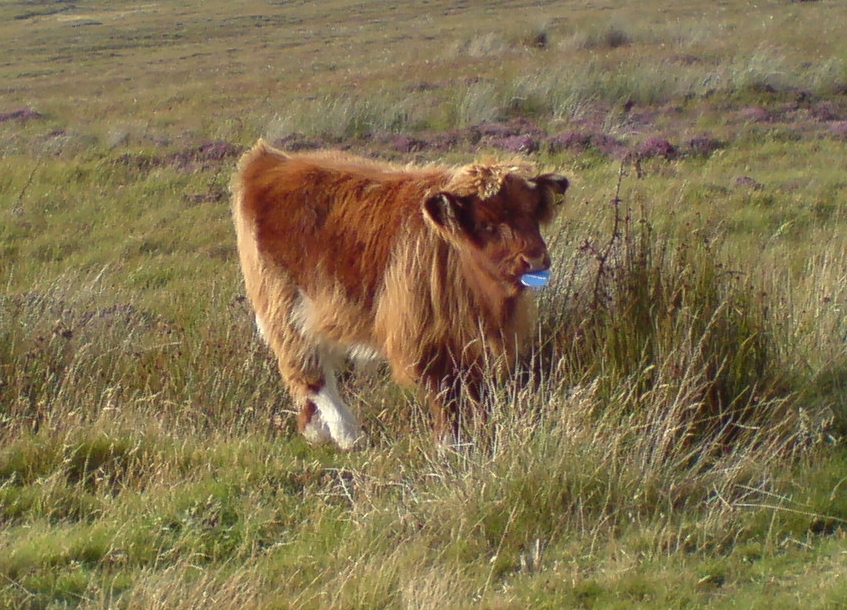 an image of a cow standing in tall grass