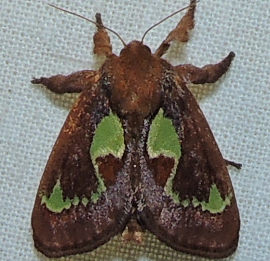 brown moth on white background, with two green and black wings