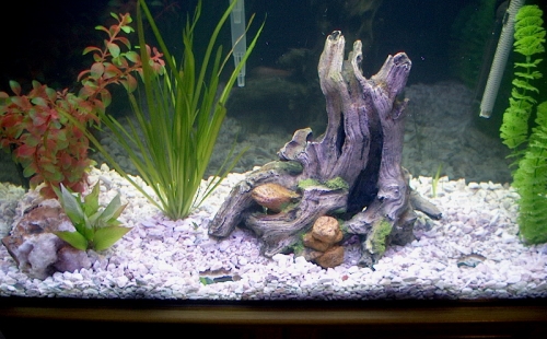 a fish tank with some plants and rocks