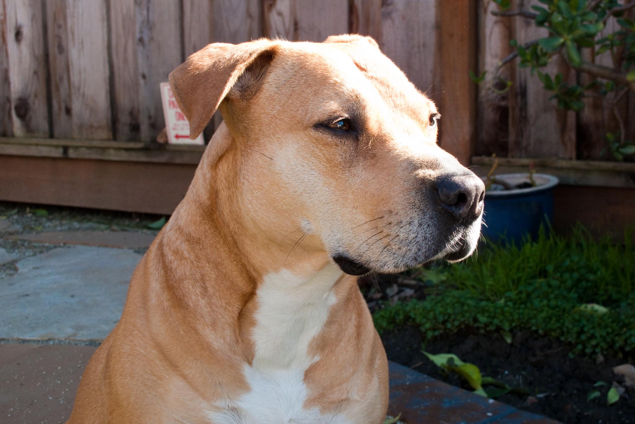 a brown dog sitting in a yard next to a wooden fence