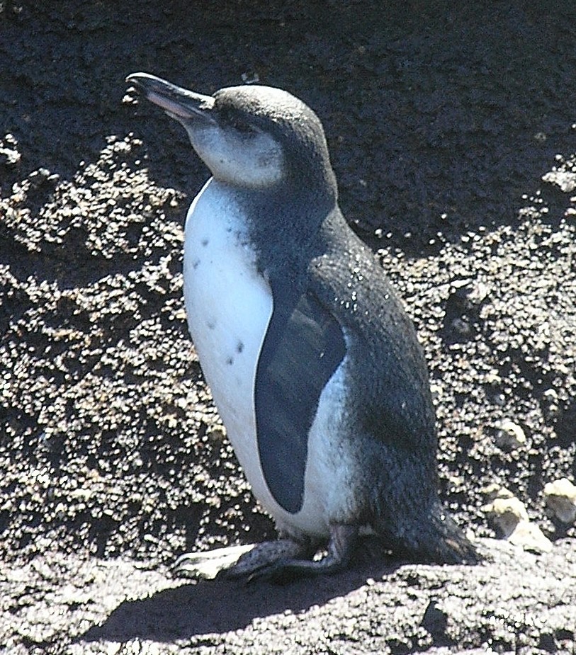 the small penguin is on the rocky ground