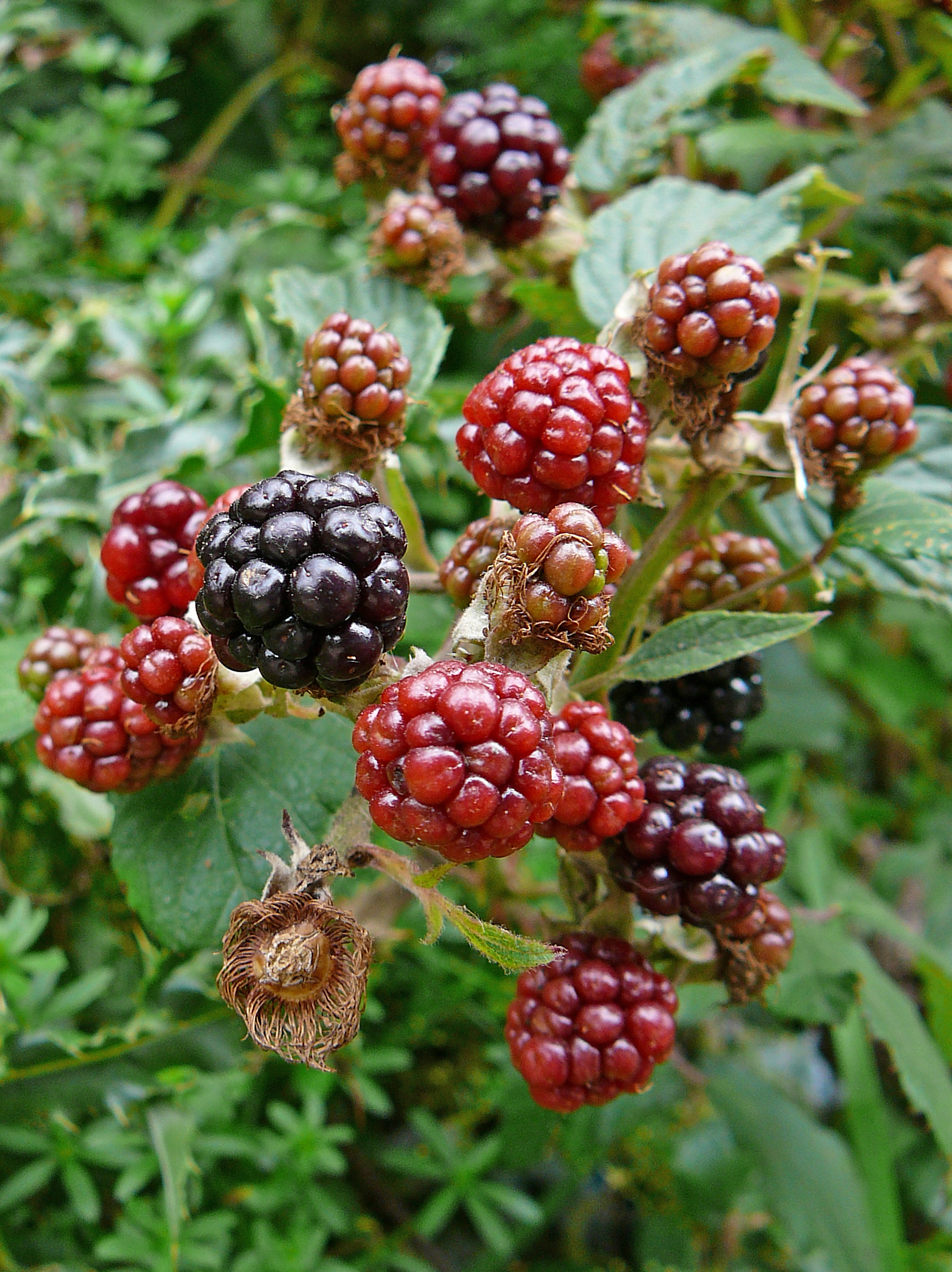 bunches of berries are on the bush, and two have dark red berry's