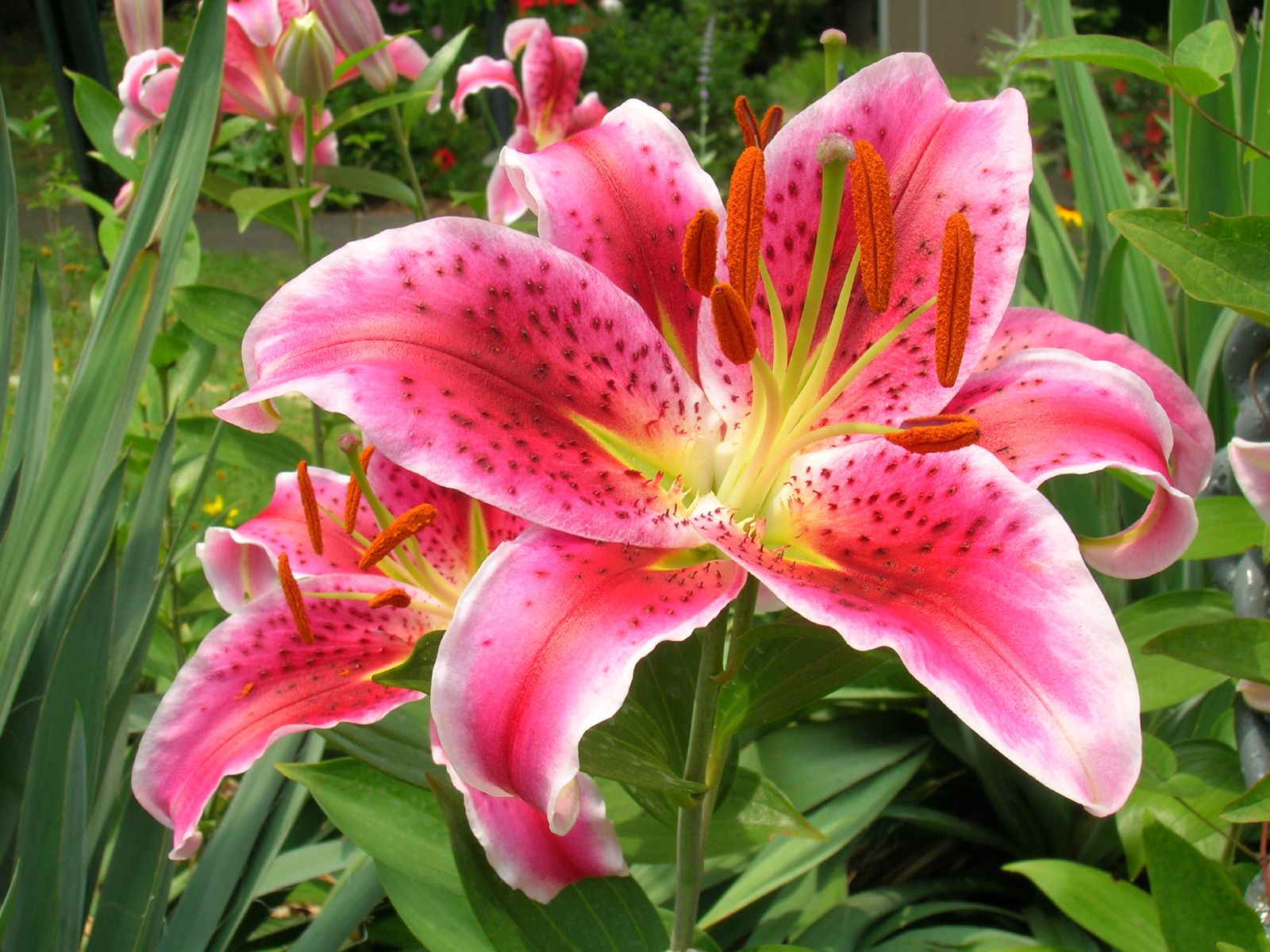 closeup of an oriental style lily surrounded by flowers