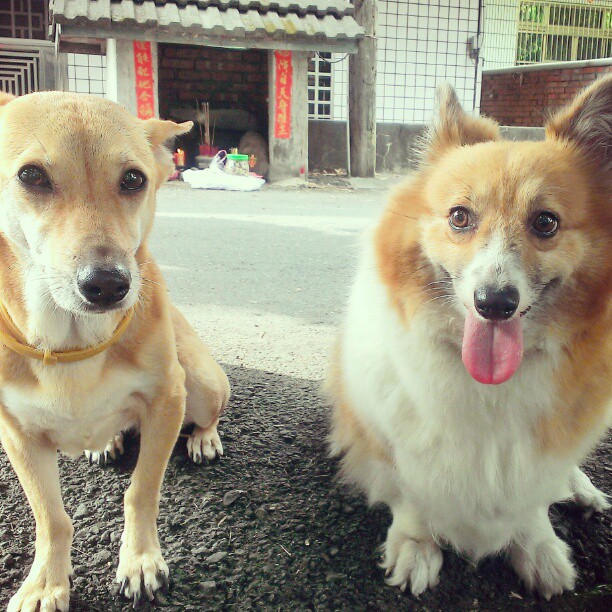 two dogs stand in the street with their mouths open