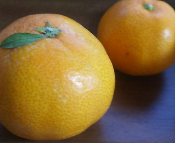 an image of two oranges that are on a table