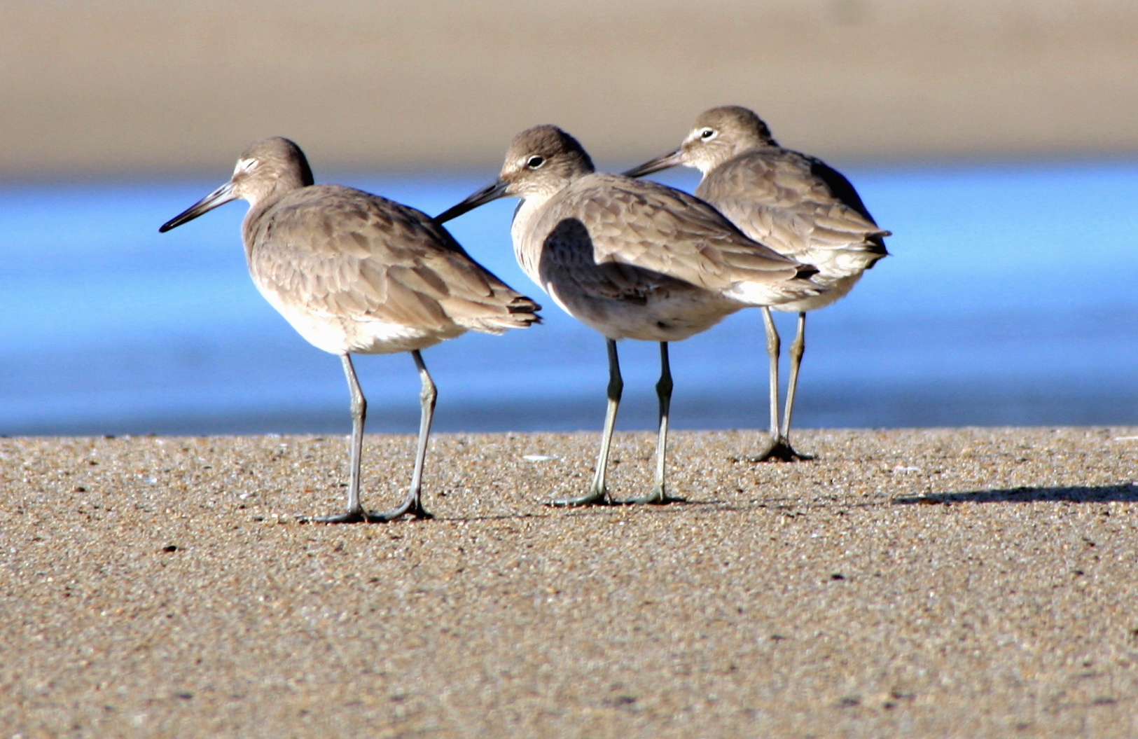 a group of three seagulls stand on the beach by water