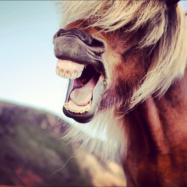 a brown horse with an open mouth and very big teeth