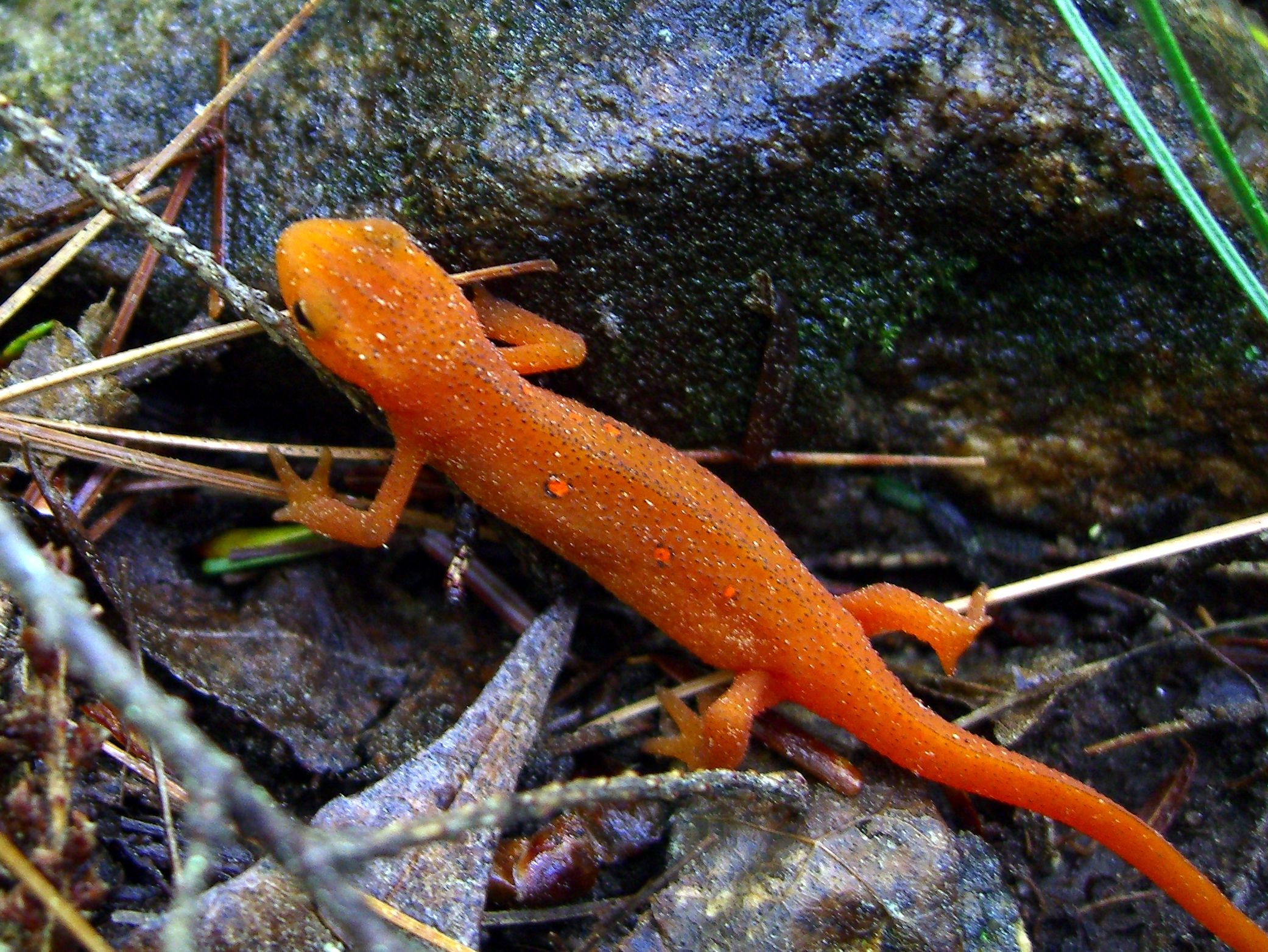 an orange lizard standing in the grass on the ground