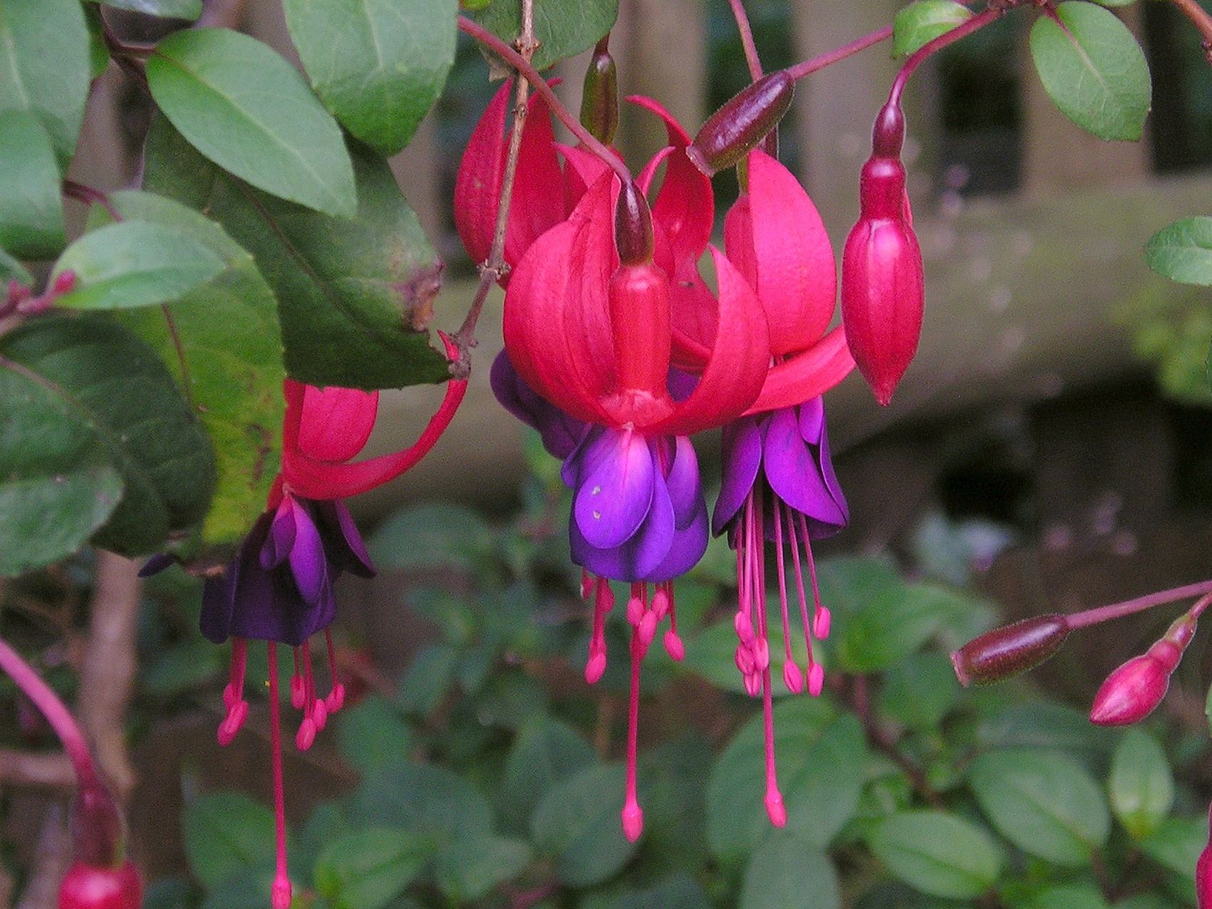 the flowers are growing next to each other on this tree