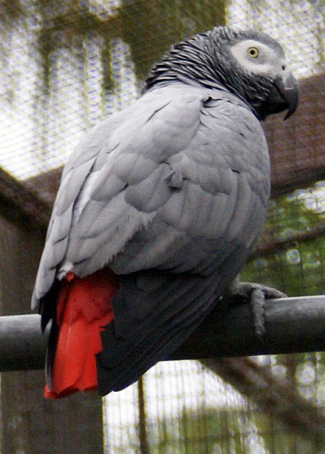 a close up of a colorful bird sitting on a perch