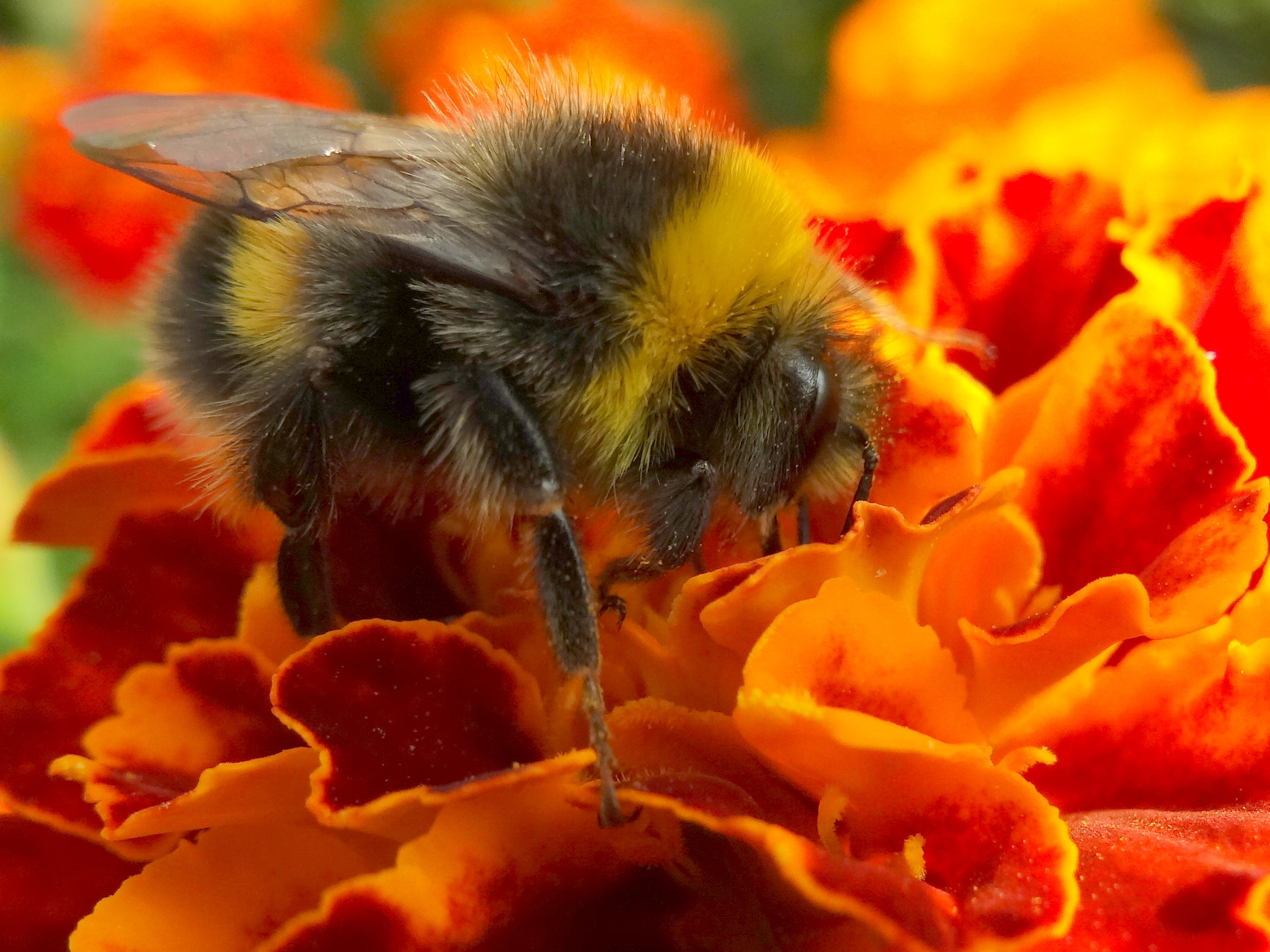 a bee is sitting on a colorful flower