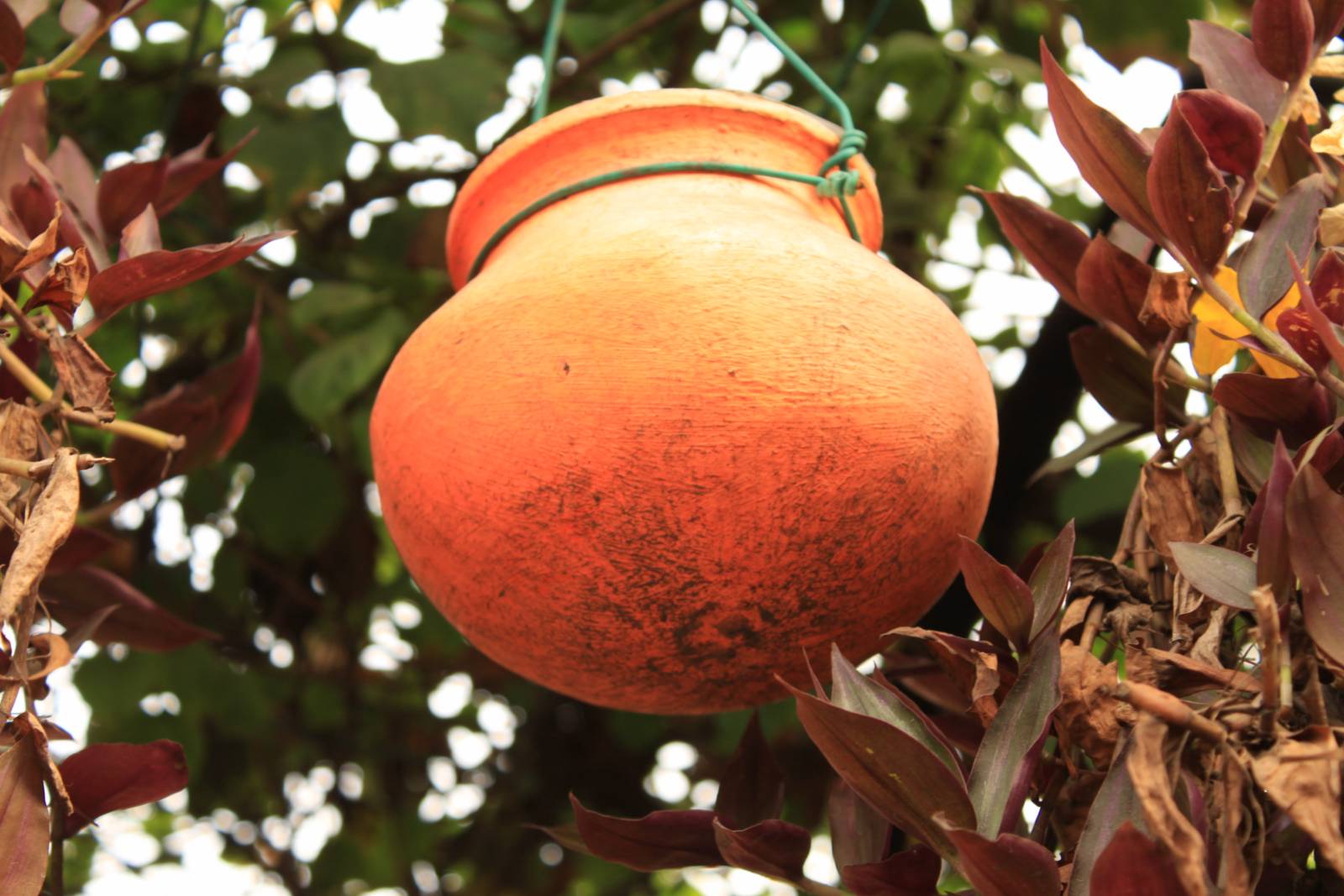 an orange hanging on a tree nch with leaves