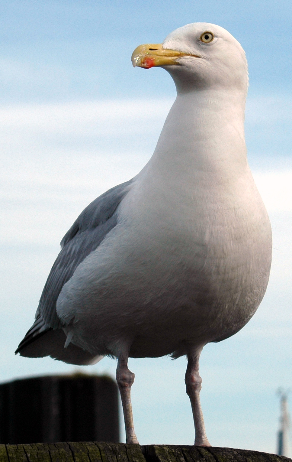 a white seagull sitting on a wooden dock