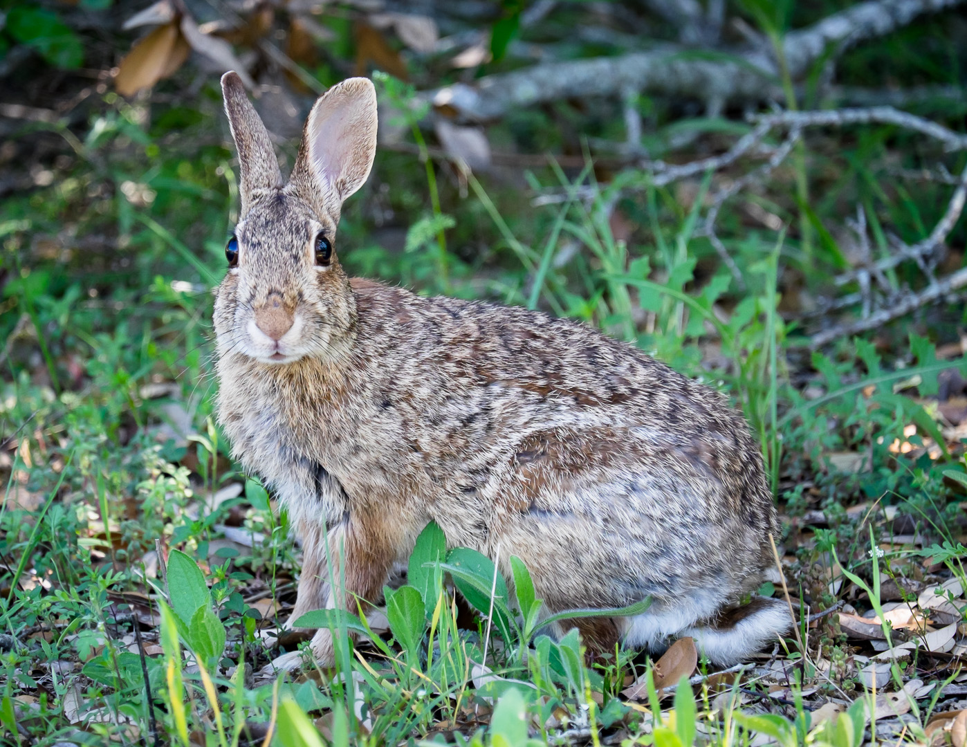 a rabbit sitting in the grass surrounded by greenery