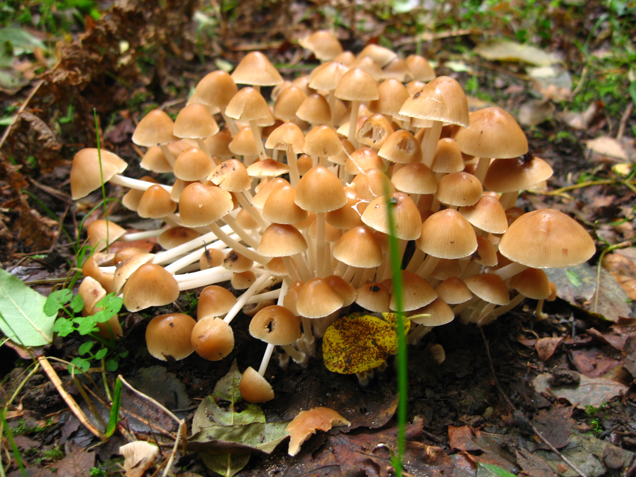 several mushrooms sprout from the ground with leaves