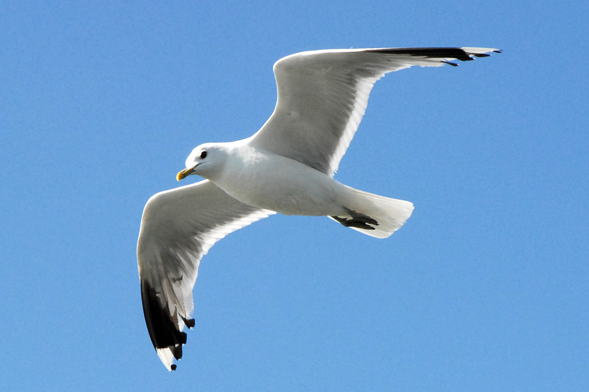 seagull flying in the blue sky with its wings extended