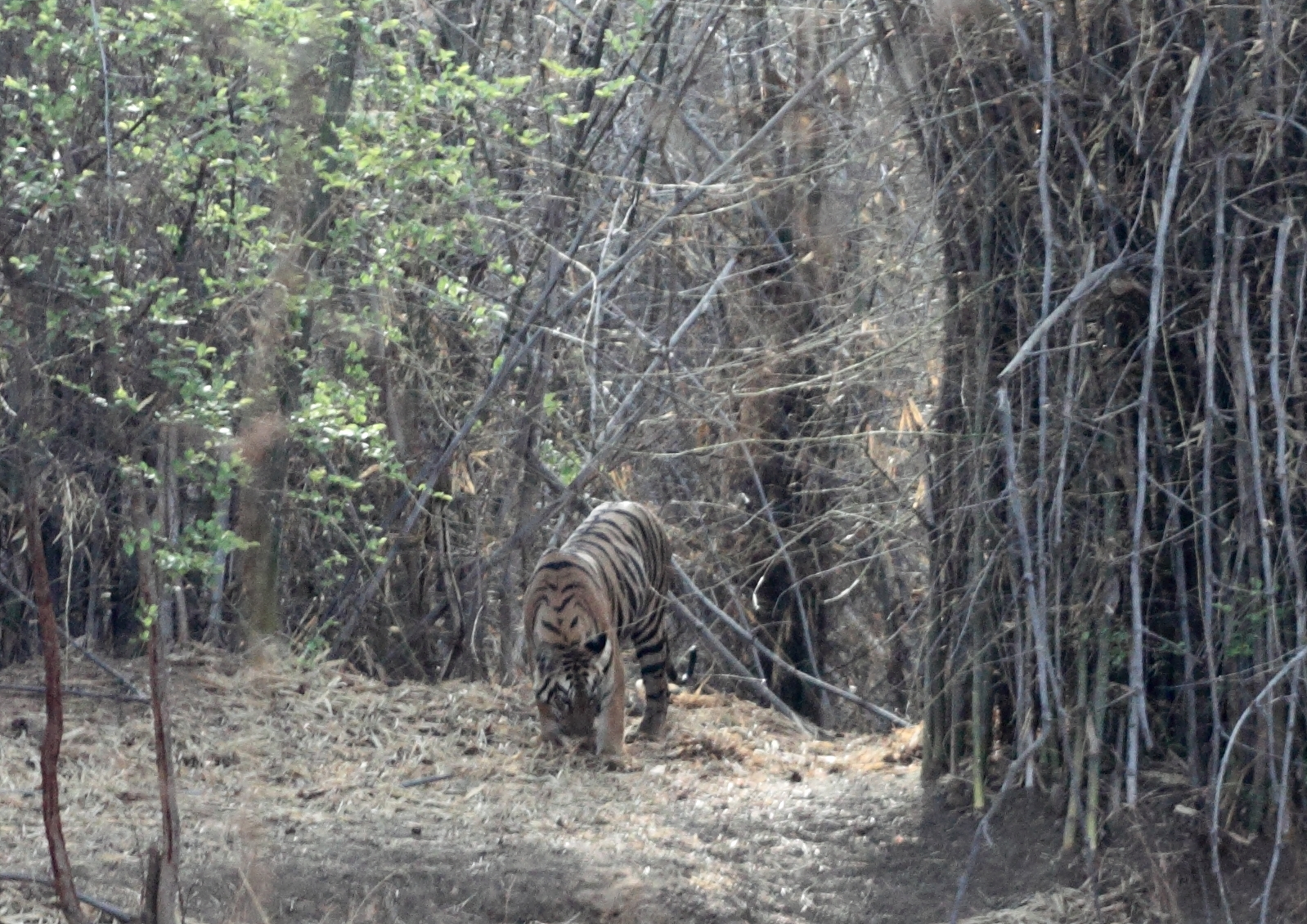 an image of a tiger walking in the woods
