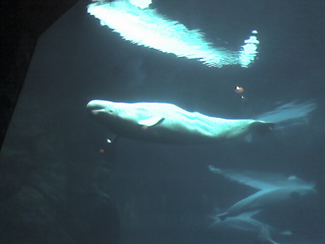 some light reflecting off the side of a polar bear