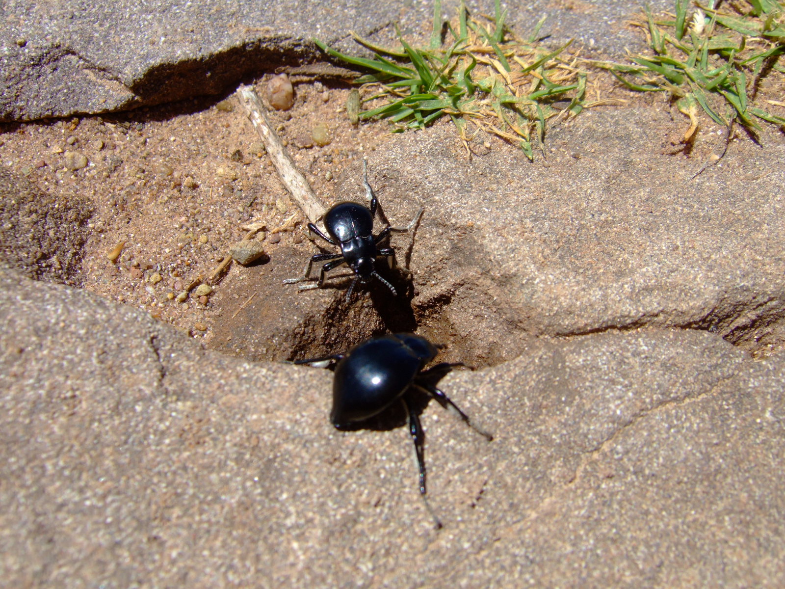 a close up of two bugs on the ground